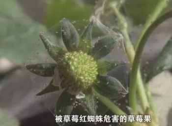 草莓红蜘蛛爆发季,掌握对方法事半功倍!